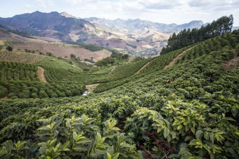Cafetal de café de especialidad