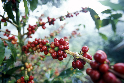 Cafetal de café de especialidad